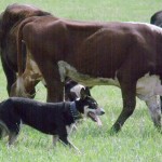Legitimate working dogs can be a business deduction